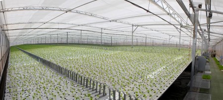 "КНАУФ Пенопласт" выпустил лотки из пенополистирола для выращивания зелени