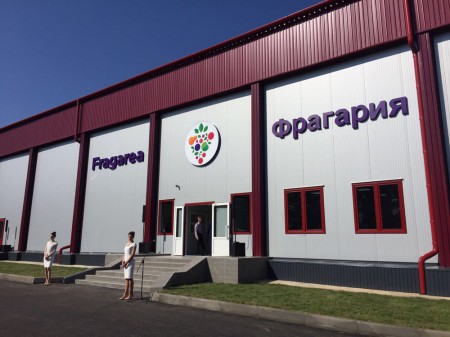 "Фрагария" начала отгружать первые замороженные ягоды