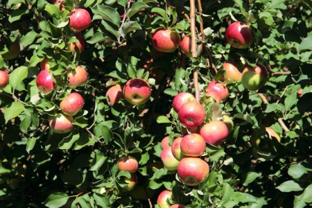 В "Садах Придонья" в разгаре яблочный сезон