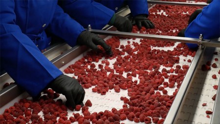 Производство замороженной продукции полного цикла запущено в Беларуси