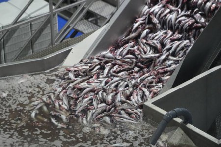 Рыбокомбинат "Островной" начнет выпускать рыбную муку и жир этим летом