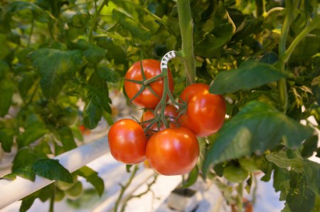 Завершается строительство тепличного комплекса в Подмосковье