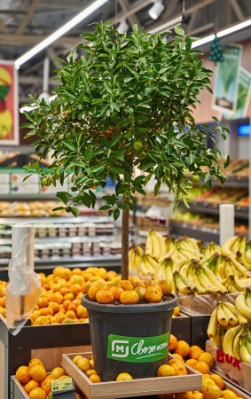 "Магнит" открыл в Новороссийске суперстор в портовой тематике