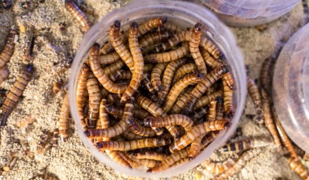 Ученые Университета Квинслненда изучают насекомых, поедающих пенопласт